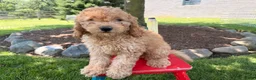 Cockapoo dogs for sale: Muddy  - Ad 1