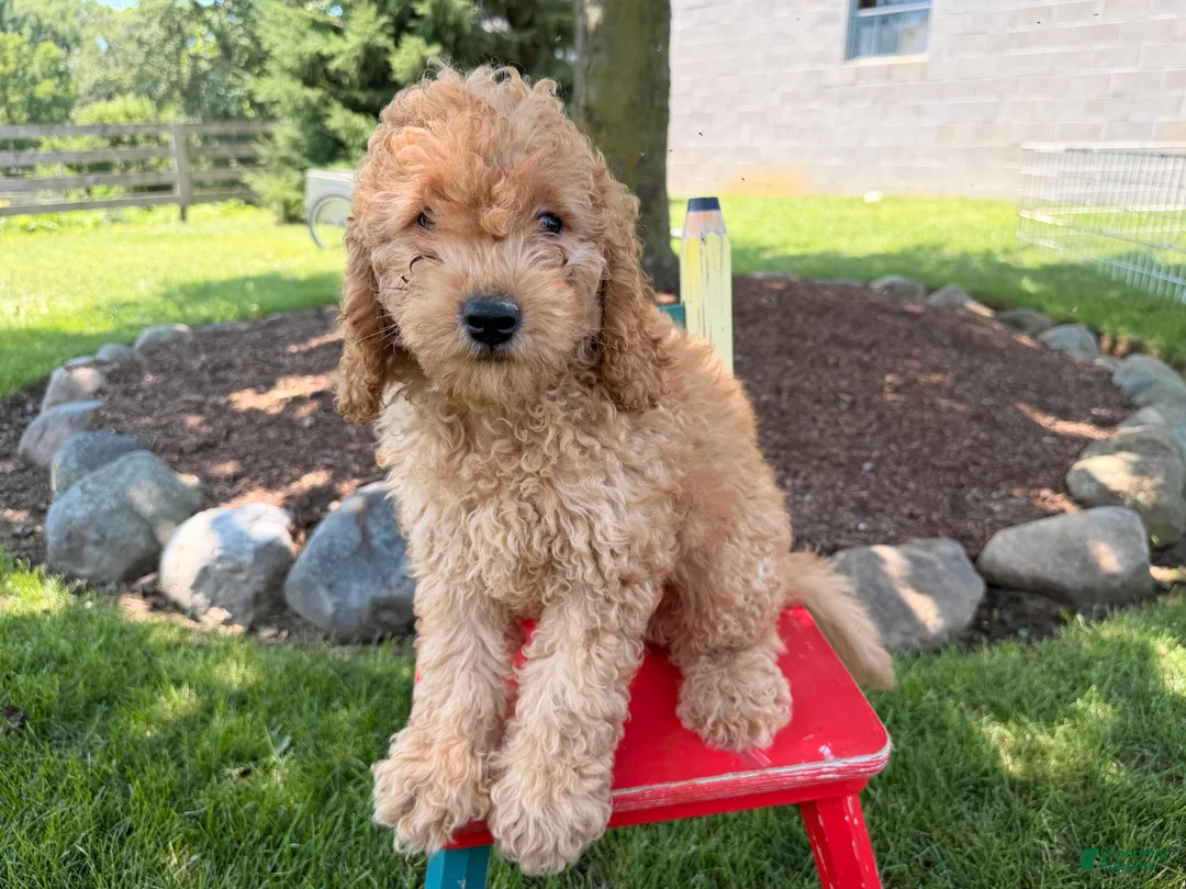 Cockapoo dogs for sale: Muddy  - Ad 1
