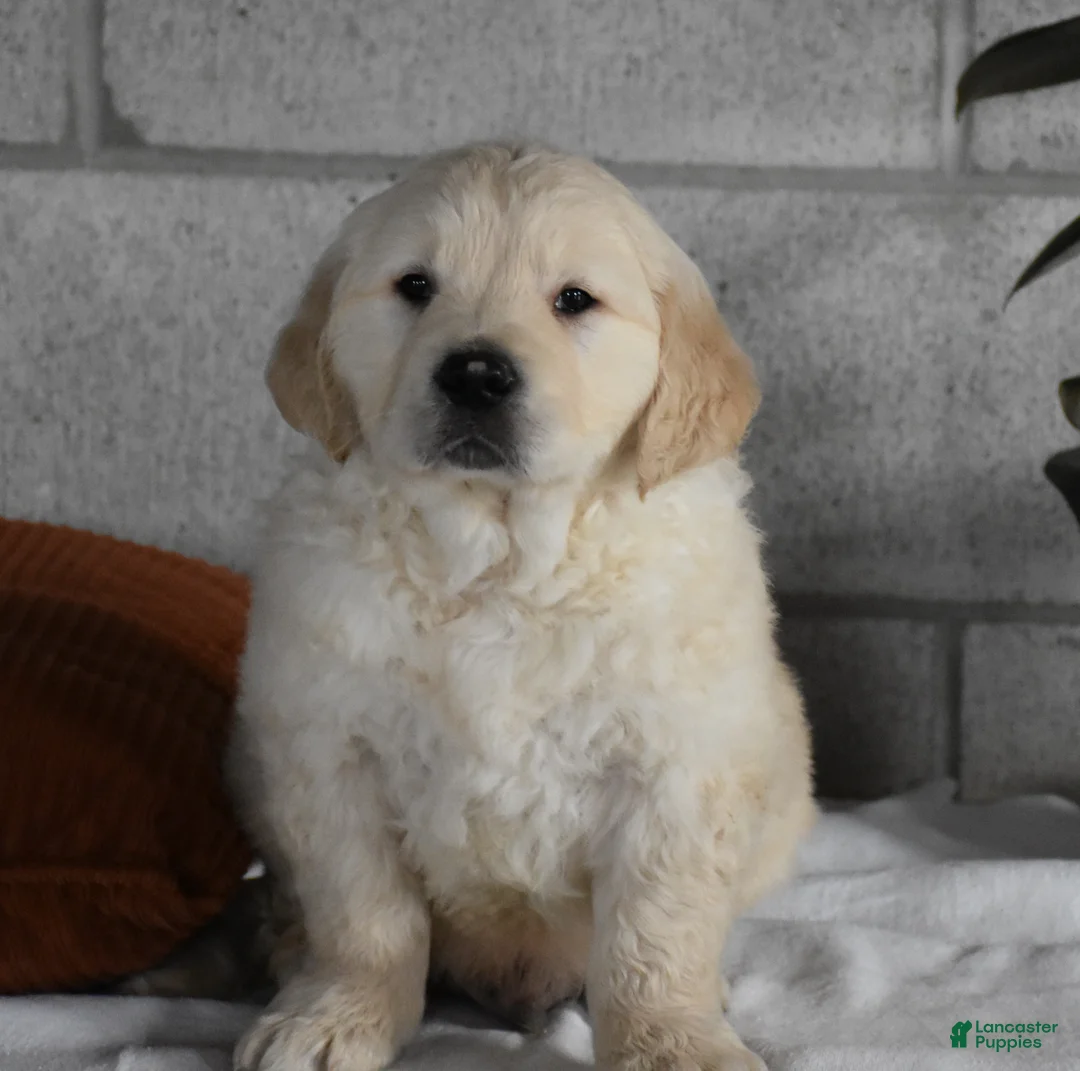 Golden Retriever dogs for sale: Cleo Genetic/OFA  - Ad 10