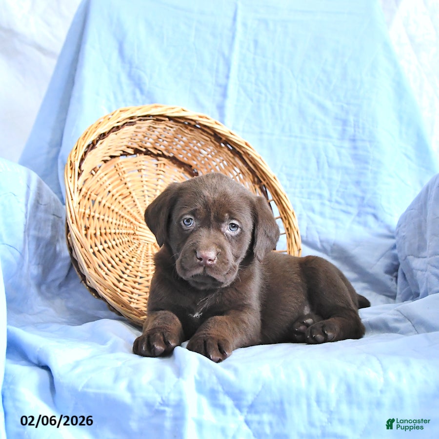 Labrador Retriever dogs Dora - Ad 21