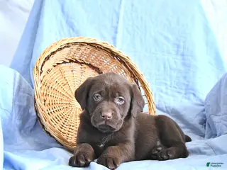 Labrador Retriever dogs Dora - Ad 21