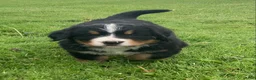 Bernese Mountain Dog dogs for sale: Hazel  - Ad 5