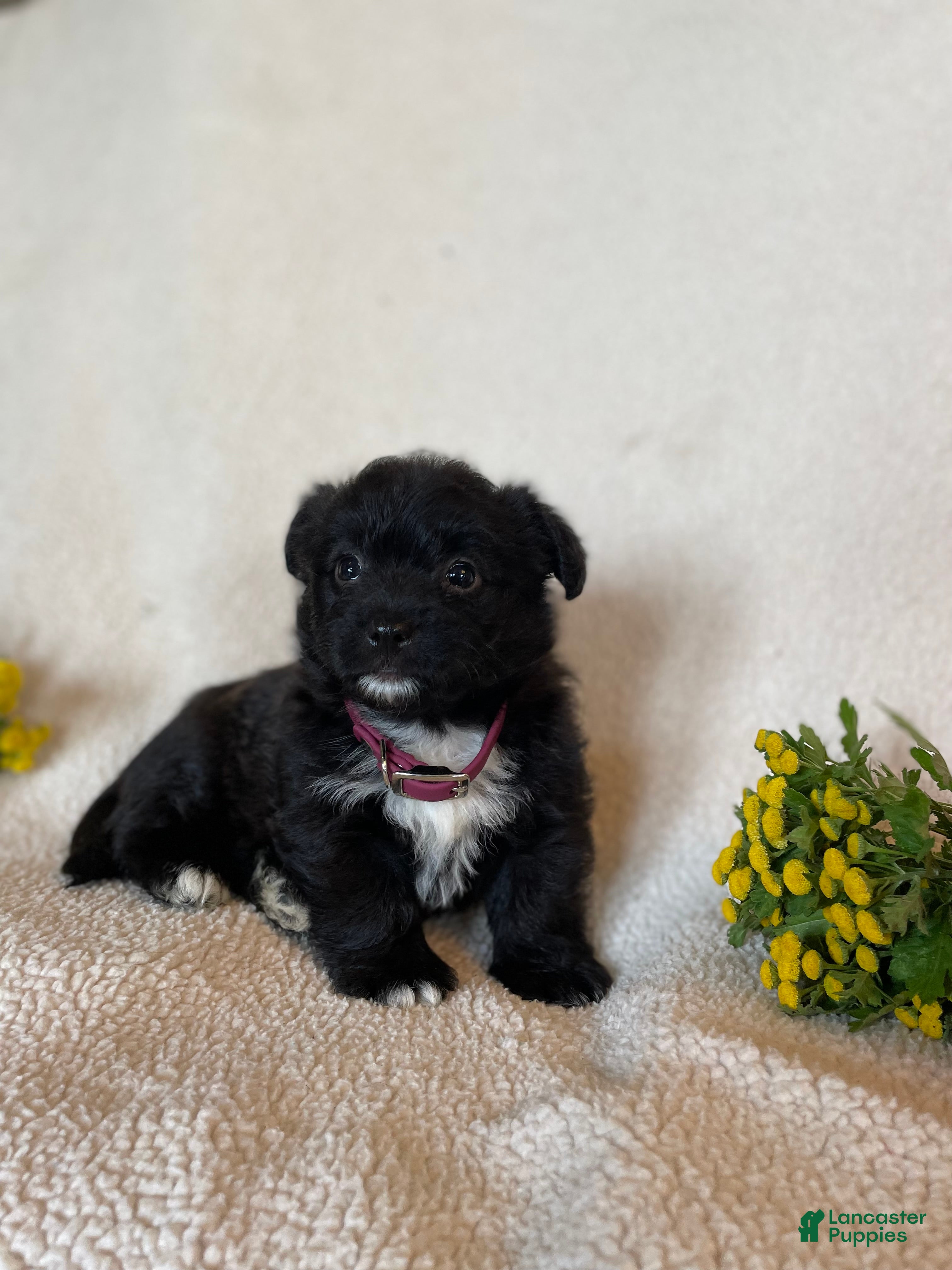 Corgipoo dogs Ginger - Ad 2
