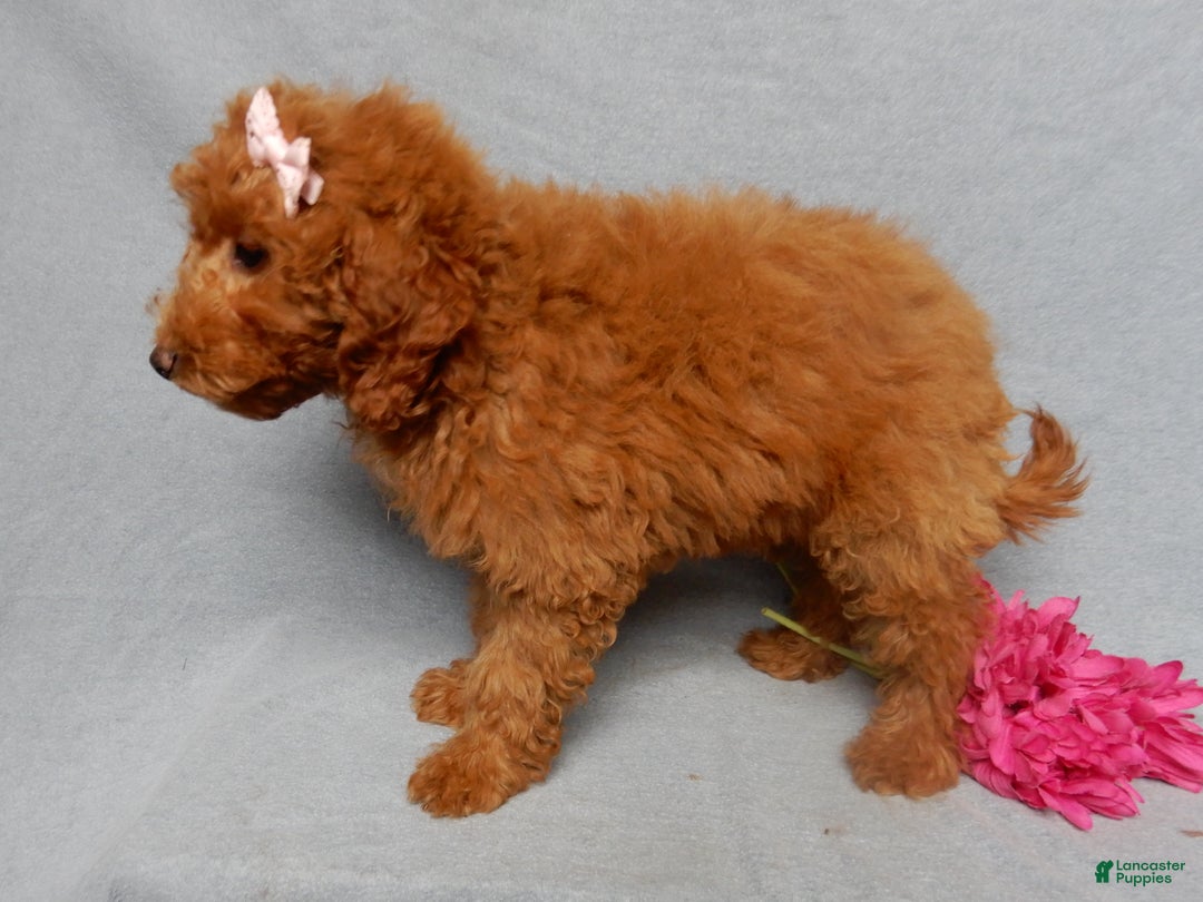 Mini Goldendoodle dogs for sale: Tillie - Ad 2