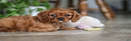 Cavalier King Charles Spaniel dogs for sale: Cleo - Ad 2
