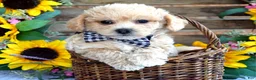 Maltipoo dogs for sale: Toby - Ad 1
