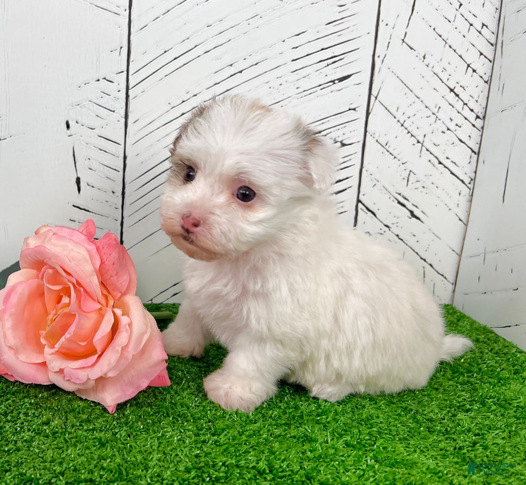 Havanese dogs for sale: Rita - Ad 6