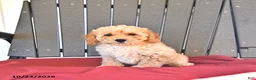 Miniature Poodle dogs for sale: Charlie - Ad 3