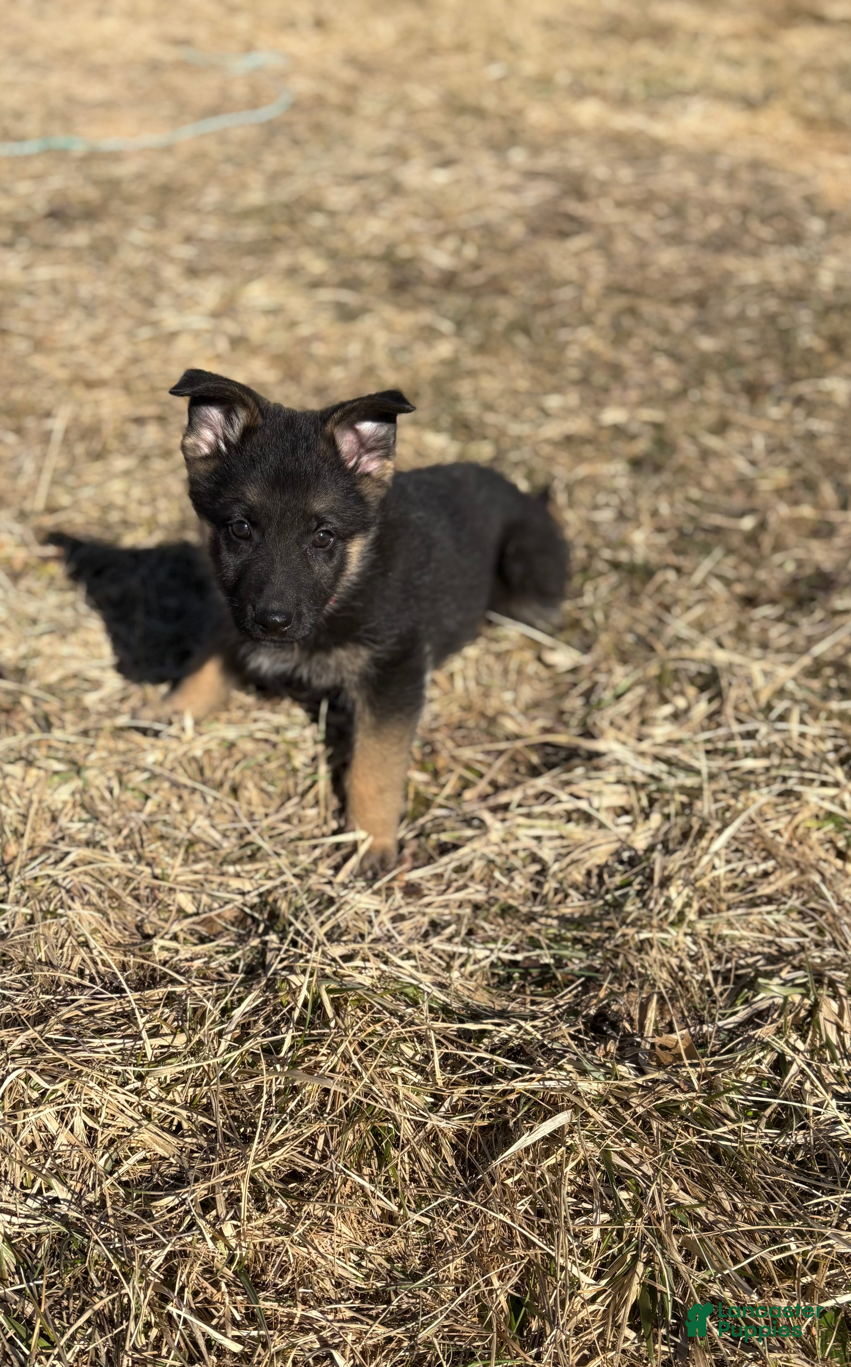 German Shepherd dogs Red Collar Female 12-30 - Ad 30