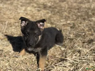 German Shepherd dogs Red Collar Female 12-30 - Ad 30