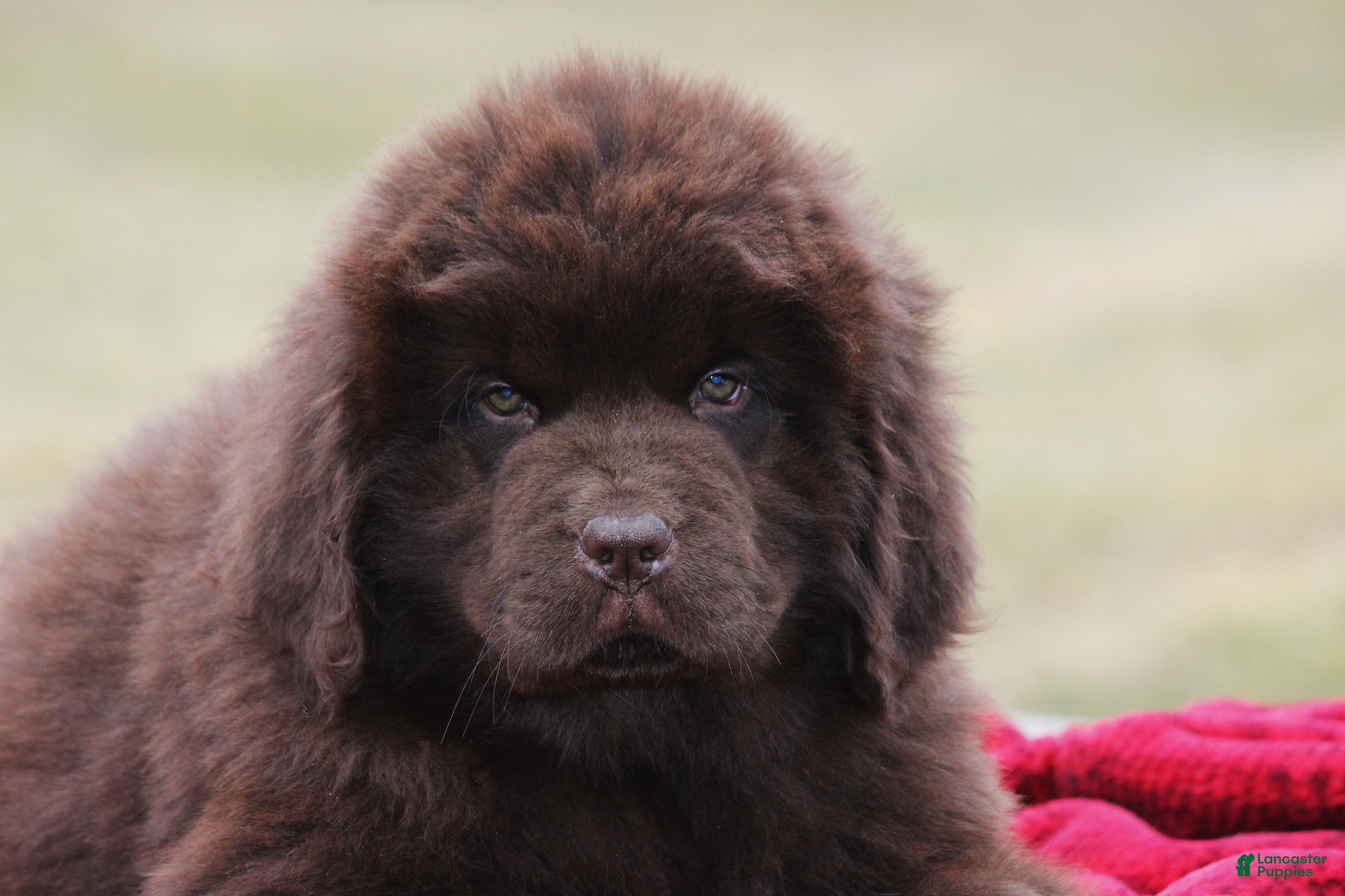 Newfoundland dogs Paisley - Ad 2