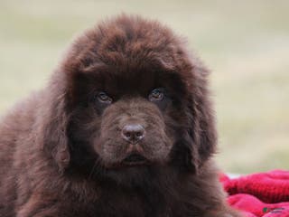 Newfoundland dogs Paisley - Ad 12