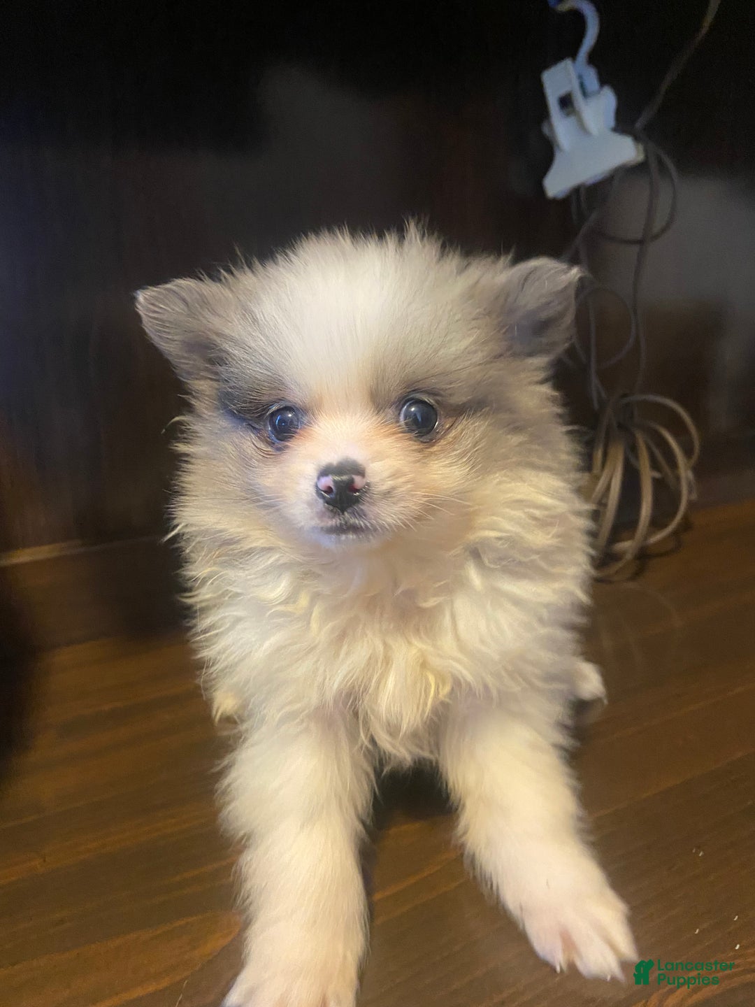 Pomeranian dogs for sale: Pomeranian Puppy 2 - Ad 4