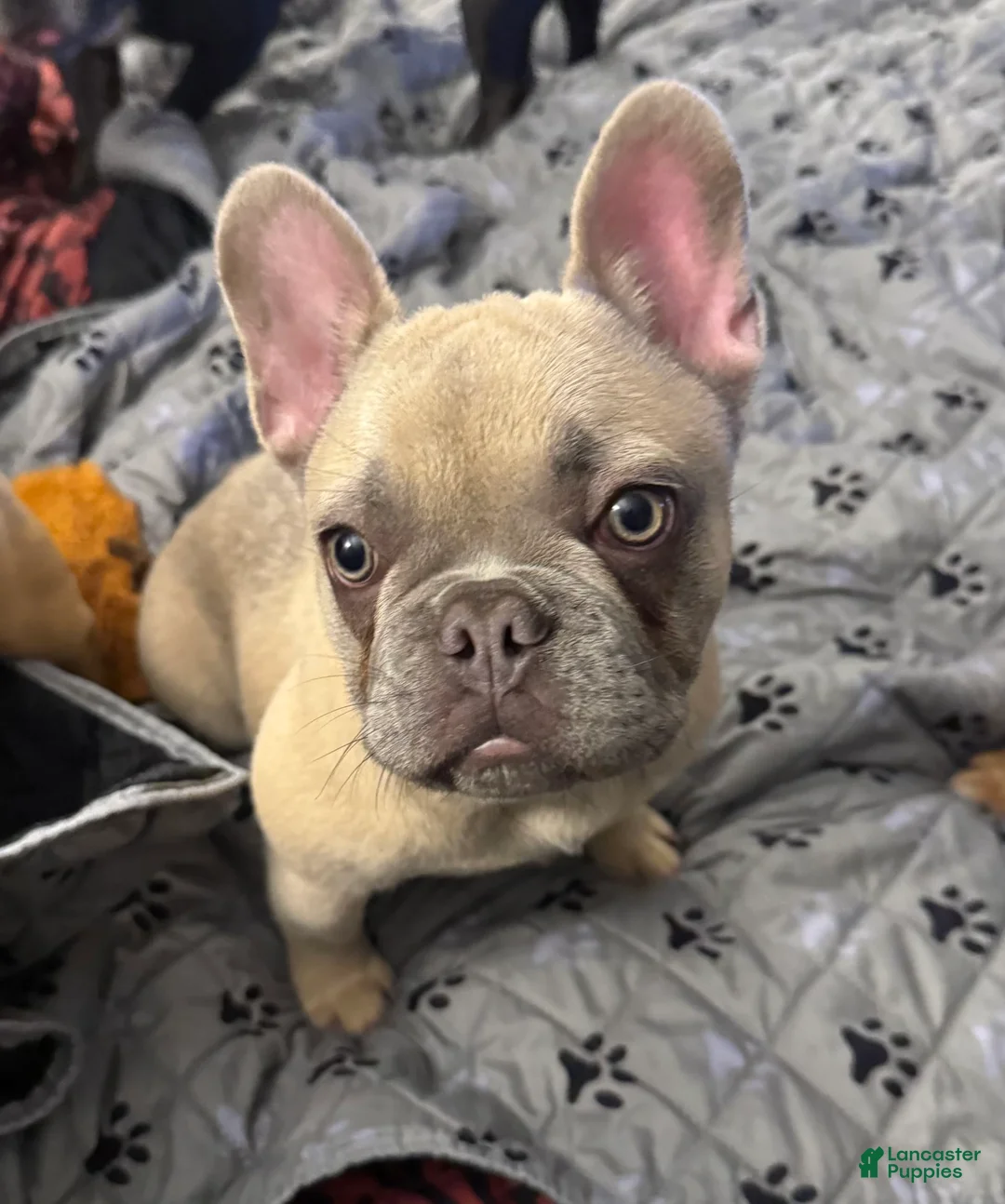 French Bulldog dogs for sale: Blessing - Ad 22