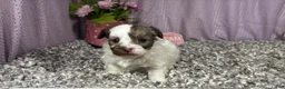 Havapoo dogs for sale: Havapoo 2 - Ad 6