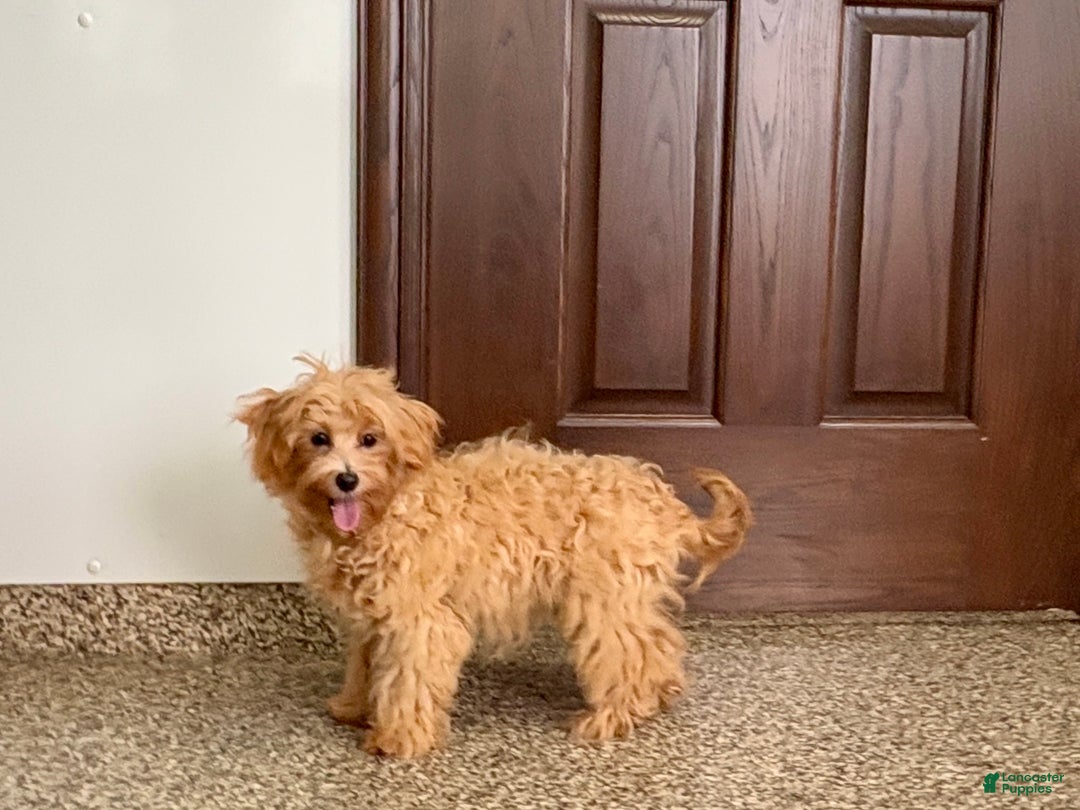 Maltipoo dogs for sale: Candy - Ad 5