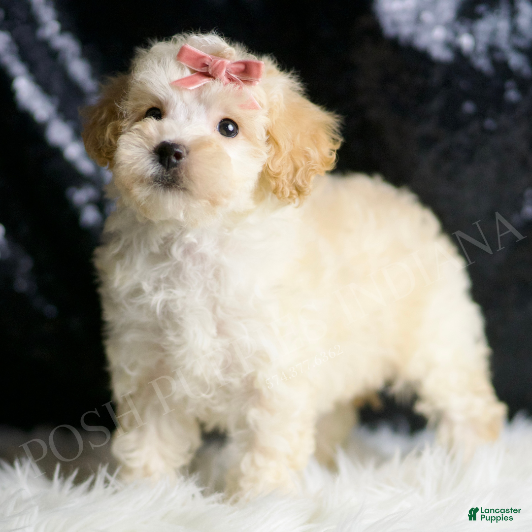 Maltipoo dogs for sale: Cherry - Ad 2