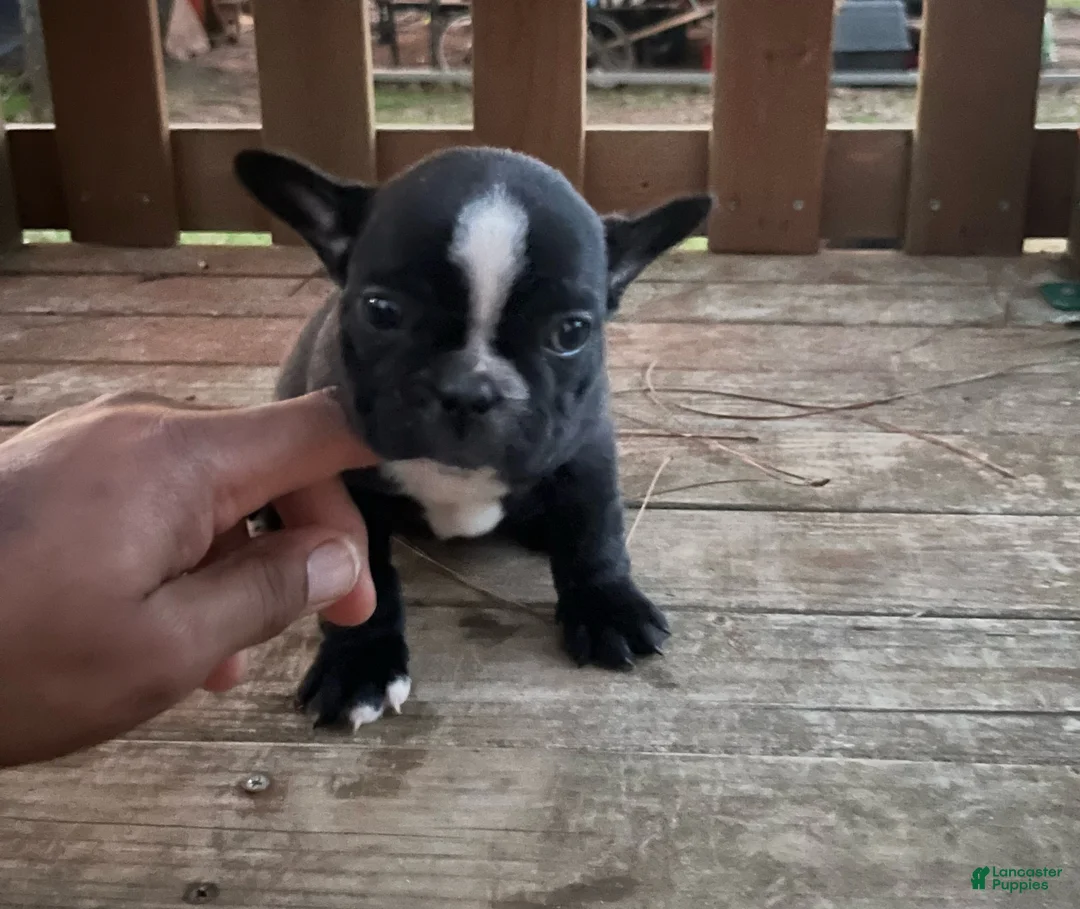 French Bulldog dogs for sale: French Bulldog Puppy 3 - Ad 1