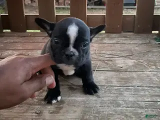 French Bulldog dogs French Bulldog Puppy 3 - Ad 18