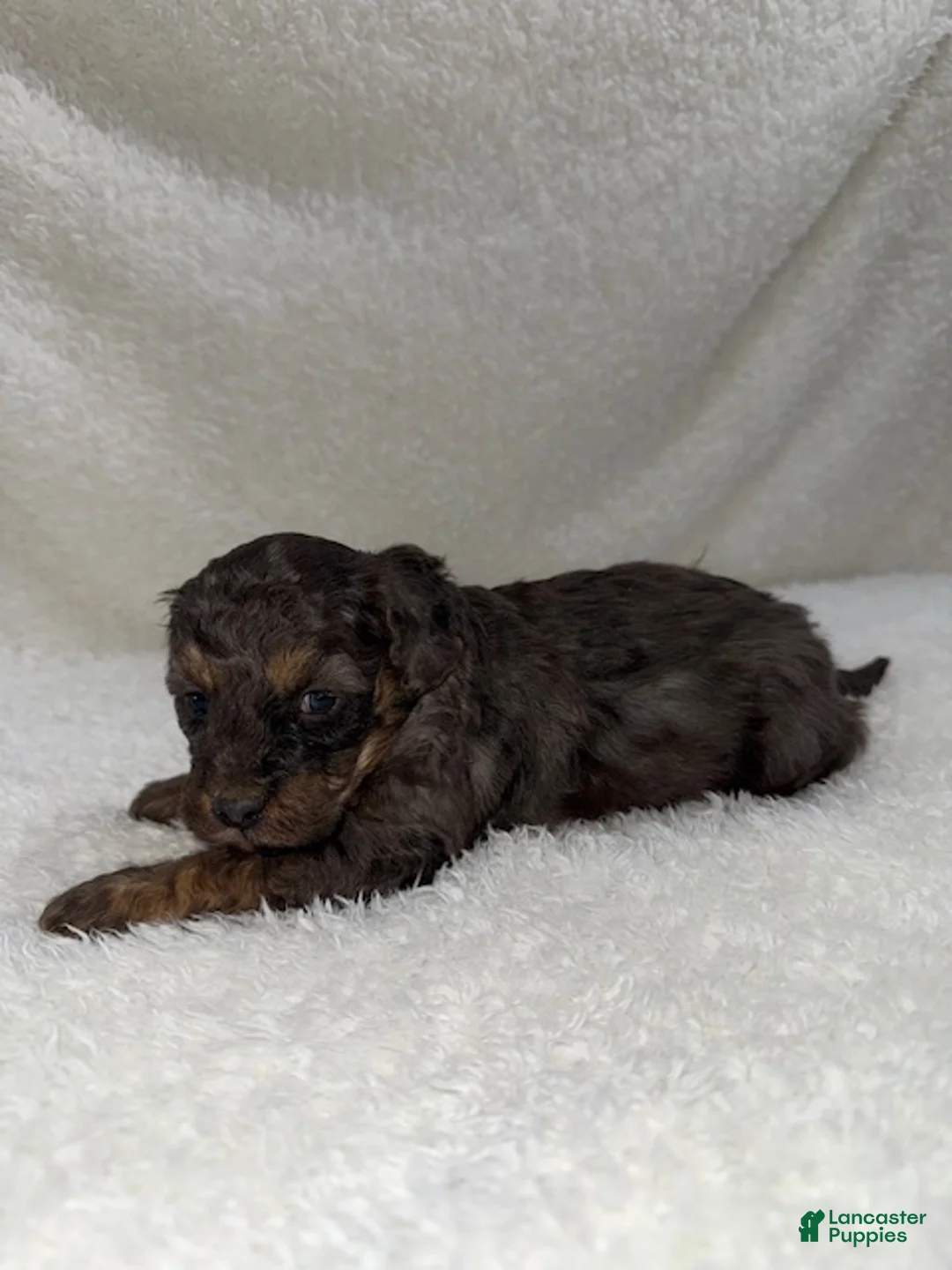 Cavapoo dogs for sale: Cavapoo Puppy 1 - Ad 3
