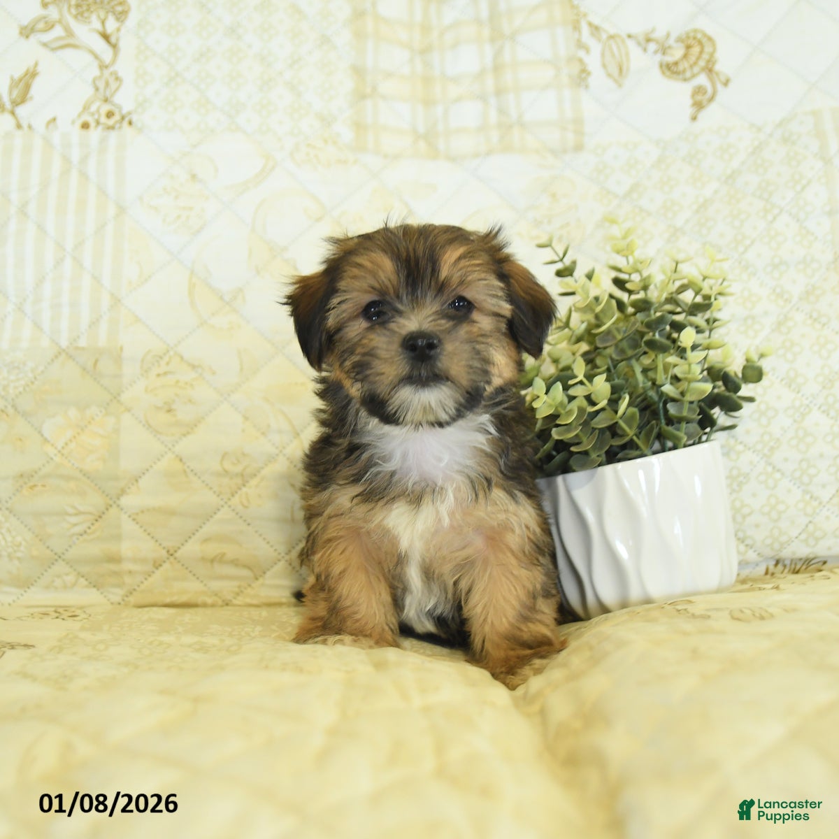 Shorkie dogs Kade  - Ad 23