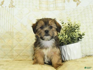 Shorkie dogs Kade - Ad 23