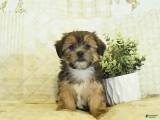 Shorkie dogs Kade - Ad 11