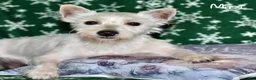 West Highland Terrier dogs for sale: Ashley  - Ad 8