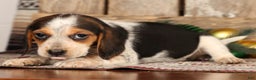 Beagle dogs for sale: Jolly - Ad 4