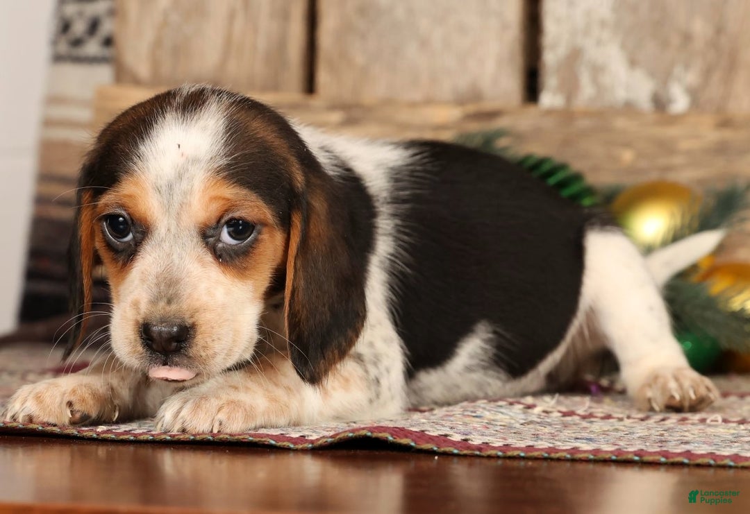 Beagle dogs for sale: Jolly - Ad 4