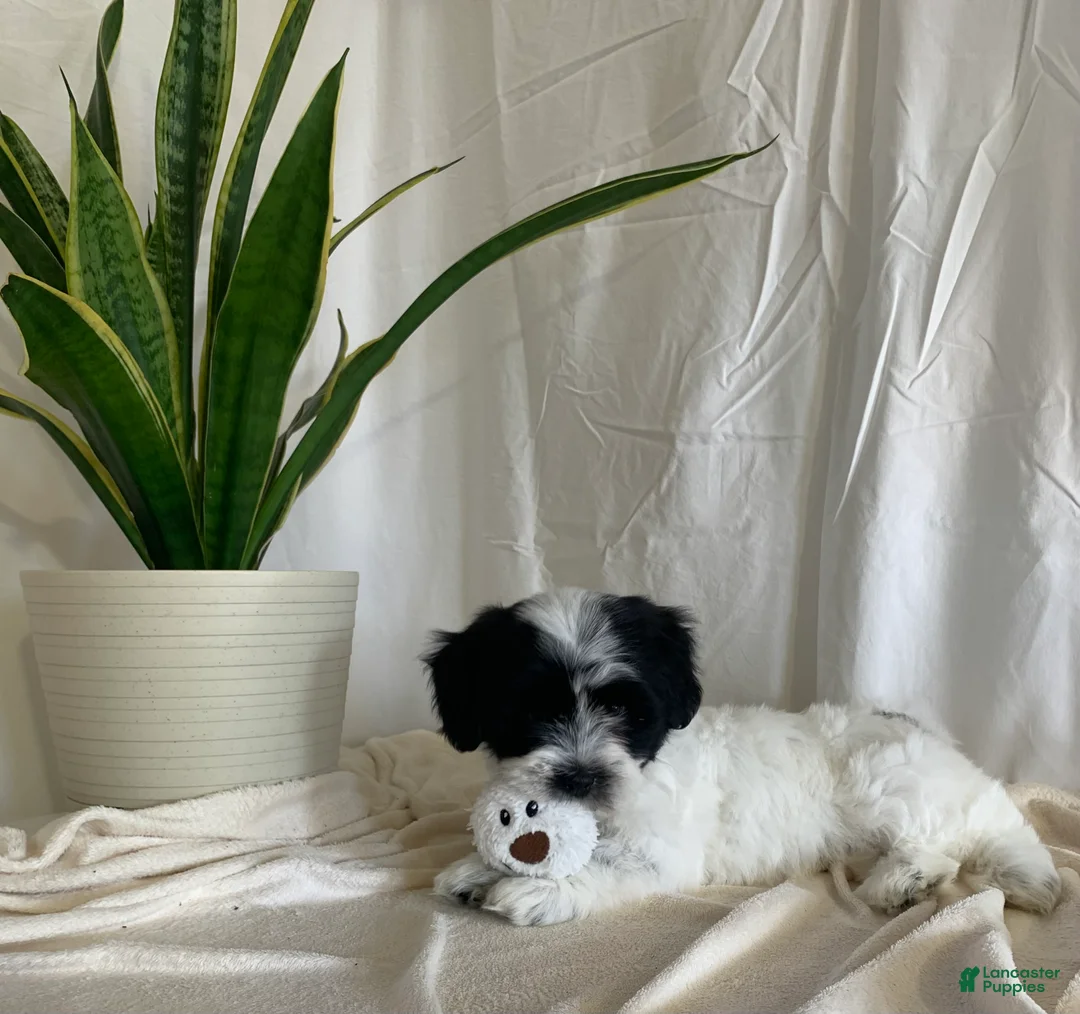 Havanese dogs for sale: Alex Havanese Puppy  - Ad 2