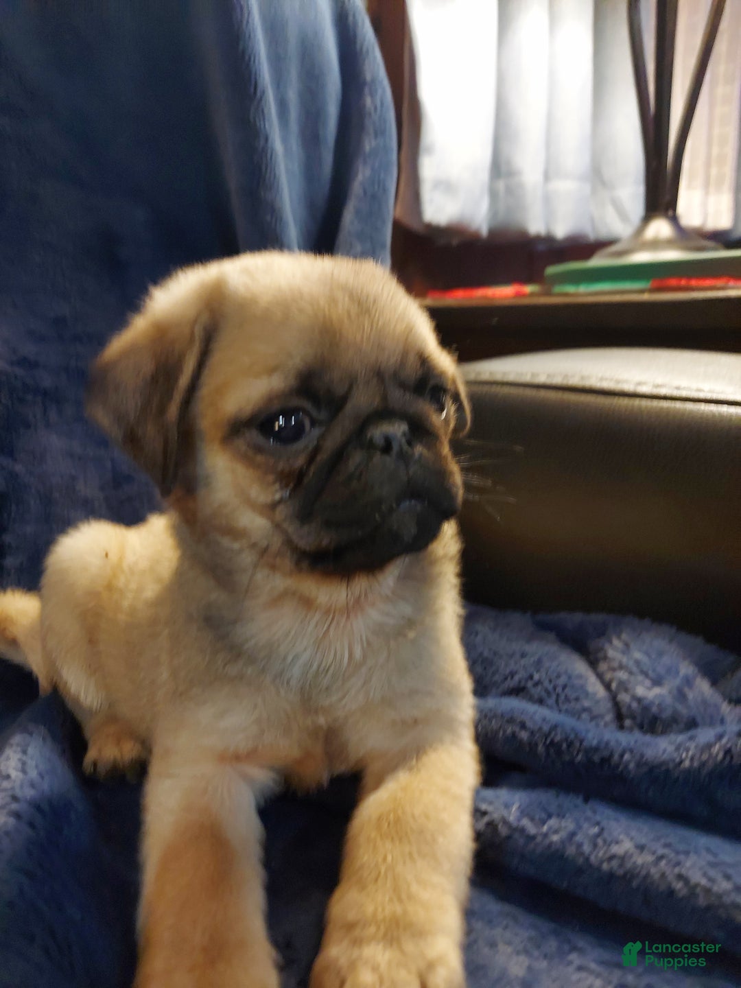 Pug dogs for sale: WILLIE - Ad 7
