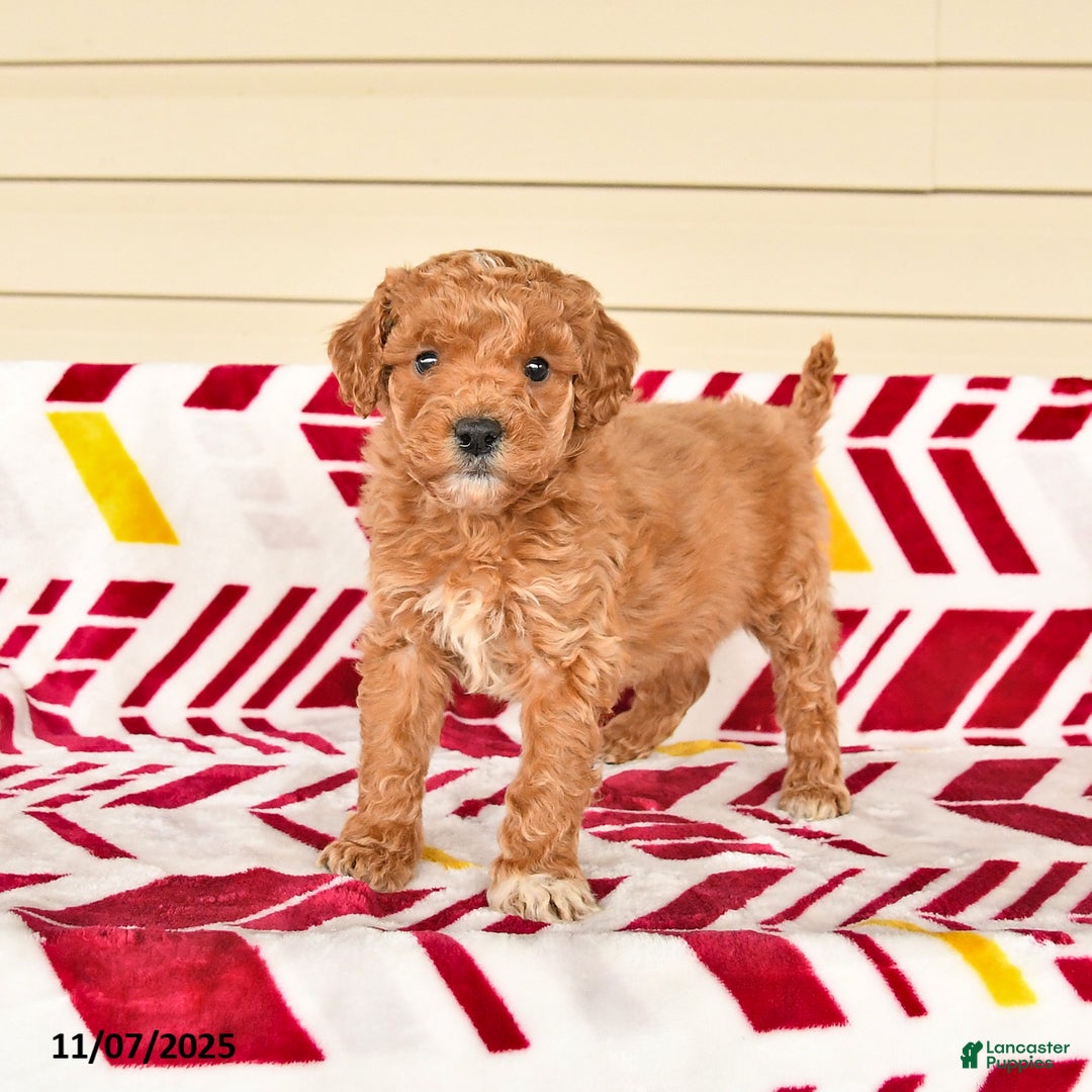 Miniature Poodle dogs for sale: Irene - Ad 1
