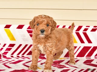 Miniature Poodle dogs Irene - Ad 26