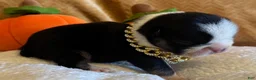 French Bulldog dogs for sale: Dug - Ad 3