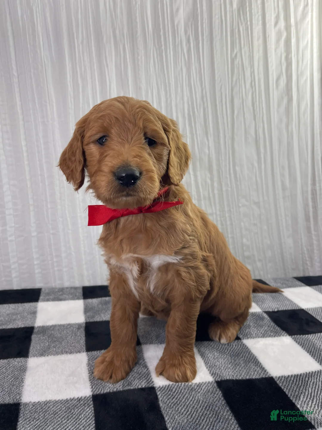 Goldendoodle dogs for sale: Ollie  - Ad 2