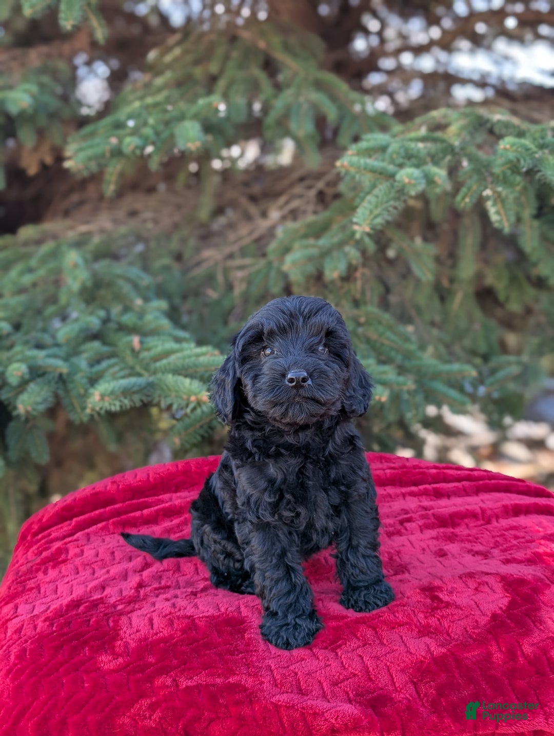 Shihpoo dogs for sale: Westley  - Ad 3