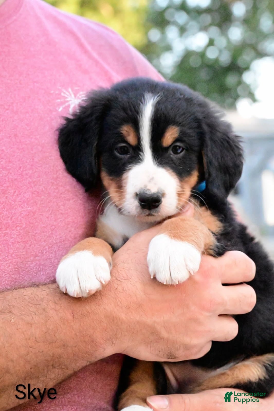Bernese Mountain Dog dogs Skye  - Ad 1