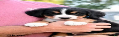 Skye 