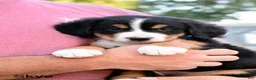 Bernese Mountain Dog dogs for sale: Skye  - Ad 1