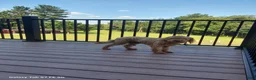Mixed Breed dogs for sale: Mixed Breed 2 - Ad 3