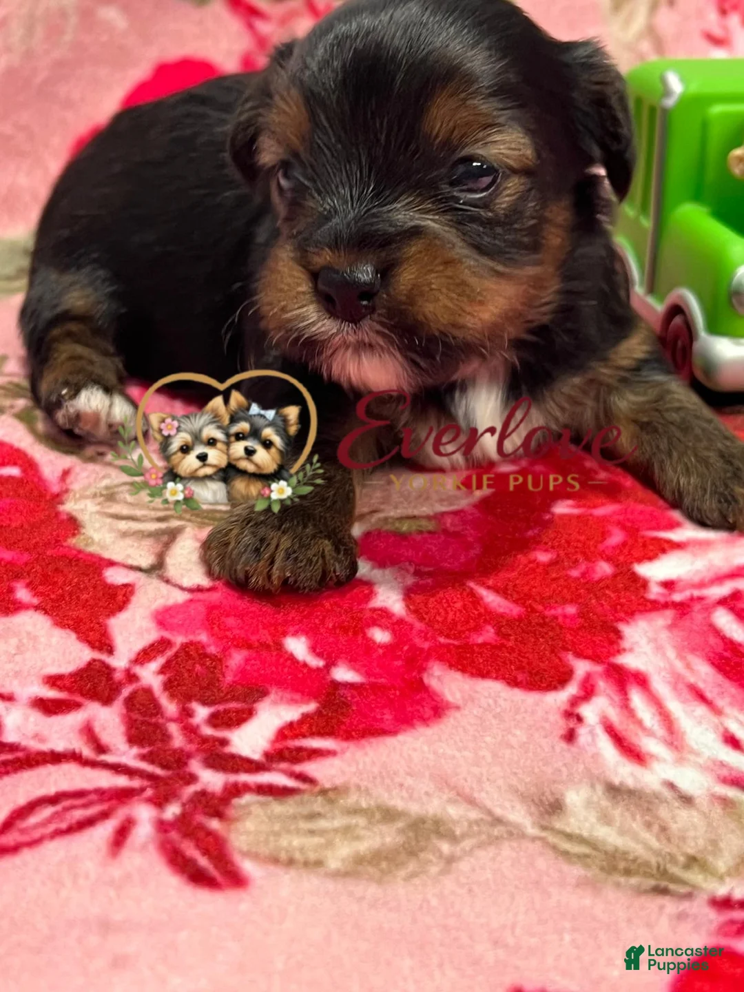 Yorkshire Terrier dogs for sale: Chip - Ad 1