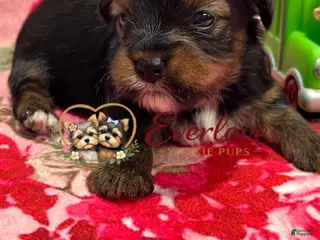 Yorkshire Terrier dogs Chip - Ad 7