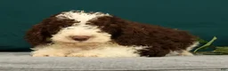 Mini Bernedoodle dogs for sale: Porter - Ad 3