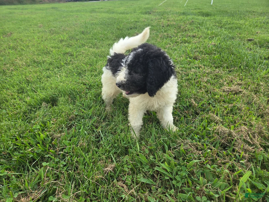 Aussiedoodle dogs for sale: Shep - Ad 1
