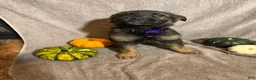 German Shepherd dogs for sale: Emily (Purple Collar Female)  - Ad 4