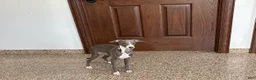 Italian Greyhound dogs for sale: Dannie - Ad 9