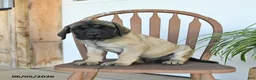 English Mastiff dogs for sale: Micah - Ad 4