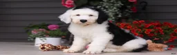 Sheepadoodle dogs for sale: Bentley - Ad 3