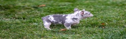 French Bulldog dogs for sale: Fifi - Ad 7